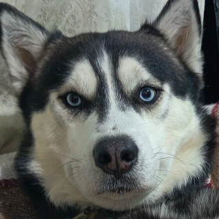 VIRGILIO | Raza Husky Siberiano | Final Feliz