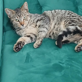 HERMOSA GATITA | Raza Doméstico Américano de Pelo Corto | En Adopción