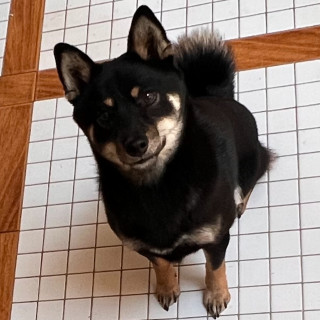 SAKI | Raza Shiba Inú | Final Feliz