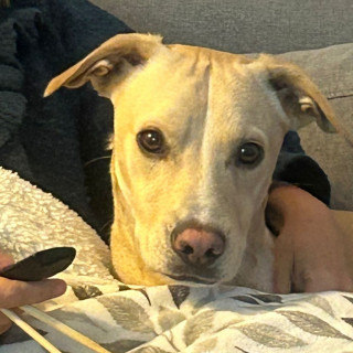 GUAPO | Raza Mestizo, cruza de Labrador | Perdido