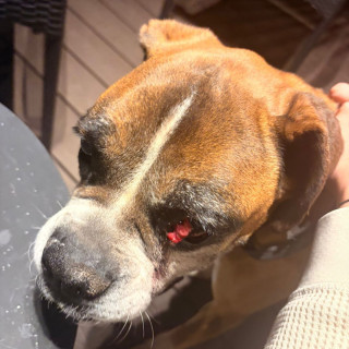  | Raza Bóxer  | Encontrada