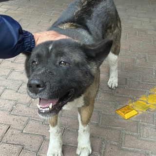  | Raza Akita Americano   | Encontrado