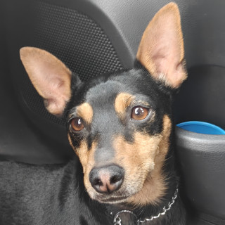Foto de ROCKY