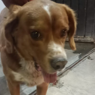  | Raza Mestizo, posible cruza de Cocker Spaniel | Encontrado