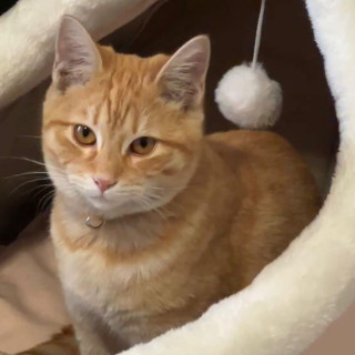 MANDARINO | Raza Doméstico Américano de Pelo Corto | Perdido