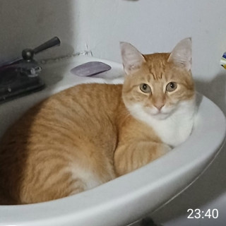 DEXTER | Raza Doméstico Américano de Pelo Corto | Perdido