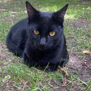 NENE | Raza Bombay | Perdido