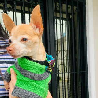 PRINCE | Raza Chihuahua | Final Feliz