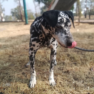  | Raza Dálmata | Encontrado