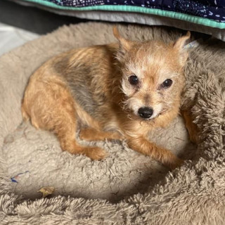 MATTY | Raza Mestiza, Cruza De Chihuahua Con Yorkshire Terrier | Perdida