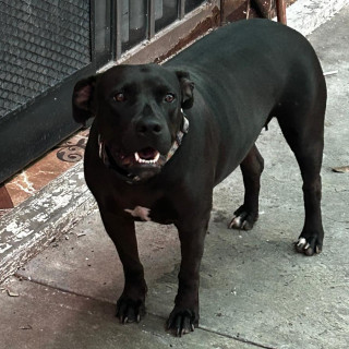LAISA | Raza Mestiza, Cruza De American Pitbull Terrier | Final Feliz