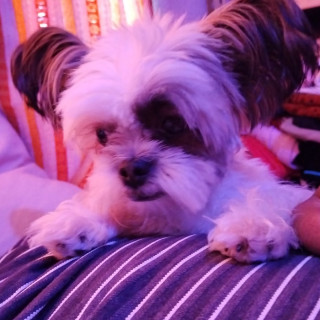 NIÑO | Raza Shih Tzu  | Perdido