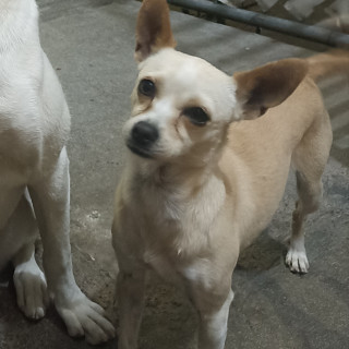 CHIKIS | Raza Chihuahua | Final Feliz