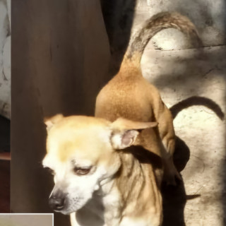 GORDO | Raza Chihuahua | Perdido