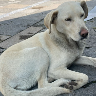  | Raza Mestiza, cruza de Labrador | Encontrada