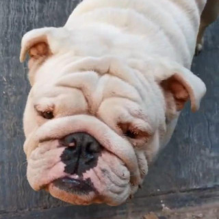 TIFÓN | Raza Bulldog Inglés  | Perdido