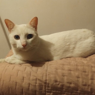 CIEGO | Raza Khao Manee | Perdido