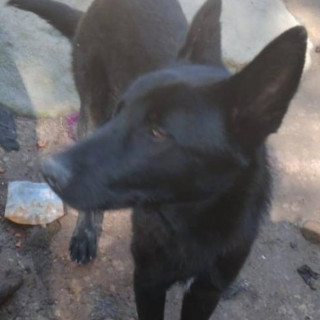 THOR | Raza Pastor Belga Maliniois | Perdido