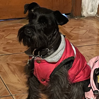BOND | Raza Schnauzer Miniatura  | Final Feliz