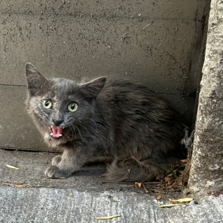  | Raza Calicó de pelo semilargo | Encontrada