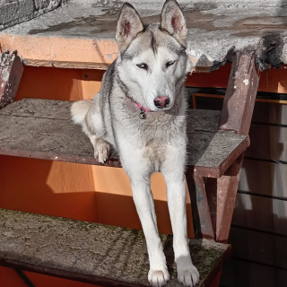BOTAS | Raza Husky Siberiano | Perdida
