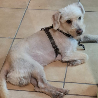 REX | Raza Mestizo | Perdido