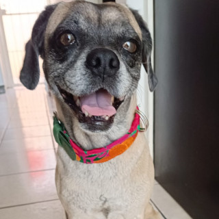 MEI | Raza Mestiza, cruza de Pug con Cocker | Perdida