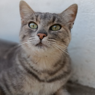 GORDITA | Raza Doméstico Américano de Pelo Corto | En Adopción