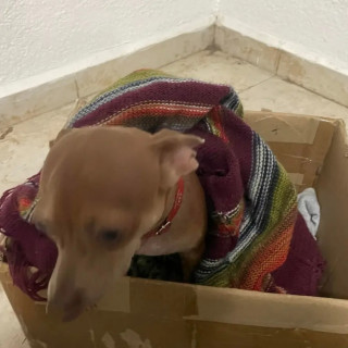 LENTEJA | Raza Chihuahua | Perdido