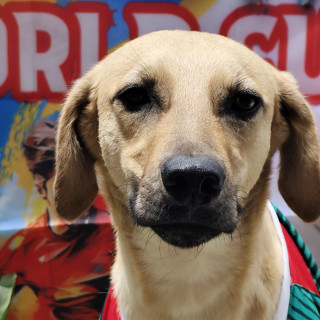 MAX | Raza Mestizo | En Adopción