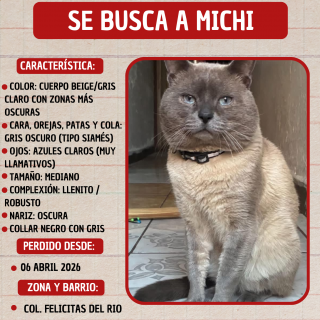 MICHI | Raza Siamés Punto Azul | Perdido