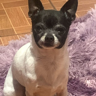 GALLETA | Raza Chihuahua | Perdido