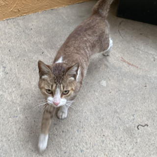  | Raza Doméstico Américano de Pelo Corto | Encontrada