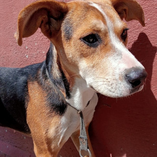  | Raza Mestiza, posible cruza de Beagle | Encontrada
