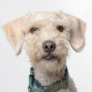 PANCHO | Raza French Poodle o Caniche | Perdido