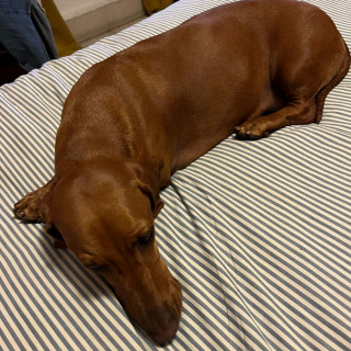 LORENZA | Raza Dachshund o Salchicha  | Final Feliz