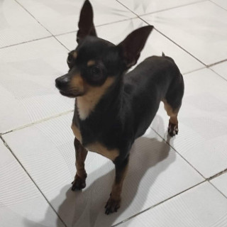 MICKY | Raza Chihuahua | Perdido