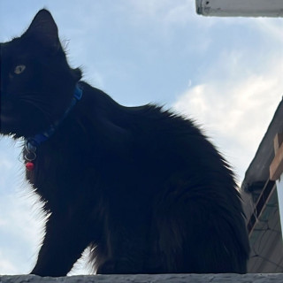 NITO | Raza Bombay | Perdido