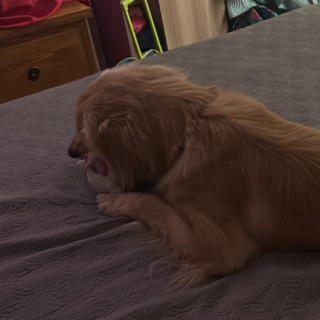 MOLLY | Raza Golden Retriever  | Final Feliz