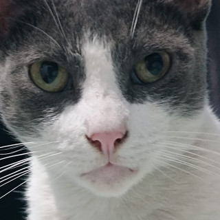 JUANITO | Raza Doméstico Américano de Pelo Corto | Perdido