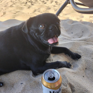 DANTE | Raza Pug o Carlin | Perdido