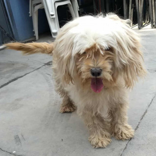LAIKA | Raza Mestiza, cruza de French Poodle con Maltés,  (Maltipoo) | Perdida