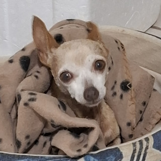 ARI | Raza Chihuahua | Perdida