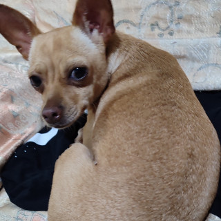 Foto de CAJETA