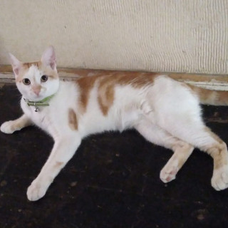 MAX | Raza Doméstico Américano de Pelo Corto | Perdido