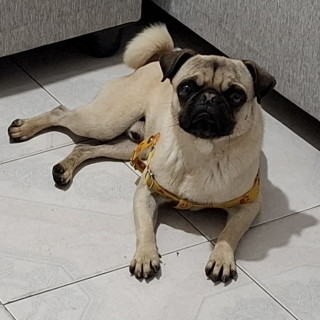 CHATO | Raza Pug o Carlin | Perdido