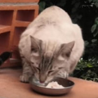 ALMENDRA | Raza Aslan O Siamés Moderno, Punto Tabby | Perdida