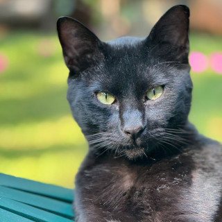 MATUTE | Raza Bombay | Perdido