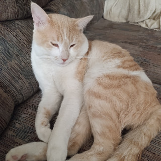 SAM | Raza Doméstico Américano de Pelo Corto | Perdido