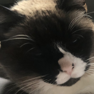 MÍA | Raza Snowshoes | Perdida